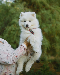 Photo №4. I will sell samoyed dog in the city of Saratov. from nursery - price - 466$