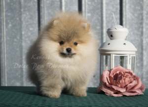 Photo №1. german spitz - for sale in the city of Chelyabinsk | 466$ | Announcement № 5455