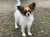 Additional photos: CONTINENTAL TOY SPANIEL/PAPILLON