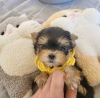 Photo №2 to announcement № 110526 for the sale of beaver yorkshire terrier - buy in United States breeder