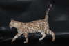 Additional photos: Bengal kittens.