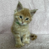 Photo №2 to announcement № 103773 for the sale of maine coon - buy in Germany private announcement