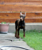 Photo №1. dobermann - for sale in the city of Belgrade | negotiated | Announcement № 54415