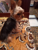 Photo №2 to announcement № 107777 for the sale of yorkshire terrier - buy in Russian Federation private announcement