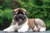 Photo №2 to announcement № 11605 for the sale of american akita - buy in Russian Federation from nursery