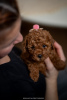 Photo №2 to announcement № 116794 for the sale of poodle (dwarf) - buy in Serbia 