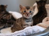 Photo №1. bengal cat - for sale in the city of Berlin | 349$ | Announcement № 63757