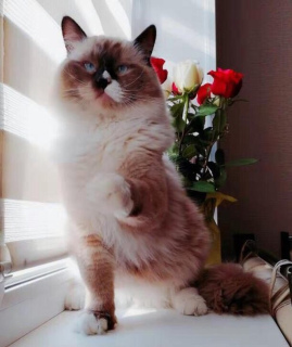 Photo №4. I will sell ragdoll in the city of Moscow. private announcement - price - Negotiated