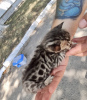 Photo №3. Bengal kitten. Ukraine