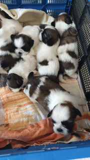 Photo №4. I will sell shih tzu in the city of Minsk. private announcement - price - negotiated