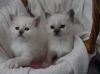 Photo №1. birman - for sale in the city of Orléans | 200$ | Announcement № 26252