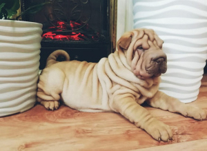 Photo №1. shar pei - for sale in the city of New York | 1000$ | Announcement № 5448