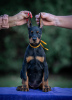 Photo №3. Doberman puppies. Serbia