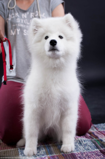 Photo №4. I will sell samoyed dog in the city of Chelyabinsk. from nursery, breeder - price - 737$