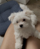 Photo №1. maltese dog - for sale in the city of Zwickau | negotiated | Announcement № 40057