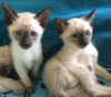 Photo №1. siamese cat - for sale in the city of Tát | Is free | Announcement № 99036