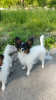 Photo №2 to announcement № 103231 for the sale of papillon dog - buy in Canada from nursery