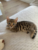 Photo №2 to announcement № 96389 for the sale of bengal cat - buy in Germany private announcement