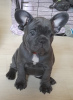 Photo №4. I will sell french bulldog in the city of Москва. breeder - price - 1768$
