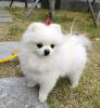 Photo №2 to announcement № 11434 for the sale of pomeranian - buy in United Kingdom breeder
