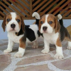 Photo №1. beagle - for sale in the city of Zagreb | negotiated | Announcement № 119873