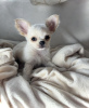 Photo №2 to announcement № 103377 for the sale of chihuahua - buy in United States private announcement