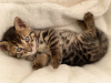 Additional photos: Urgently selling cute bengal kittens