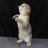 Photo №1. scottish fold - for sale in the city of Bruges | Is free | Announcement № 127669