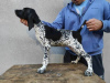 Photo №2 to announcement № 117598 for the sale of german shorthaired pointer - buy in Serbia 