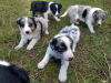 Photo №3. Stunning collie pups now registered.. Germany