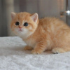 Photo №1. scottish fold - for sale in the city of Helsinki | 250$ | Announcement № 111225