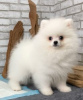 Photo №2 to announcement № 10696 for the sale of pomeranian - buy in Dominican Republic private announcement