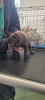 Photo №4. I will sell french bulldog in the city of Berlin. private announcement, breeder - price - 296$