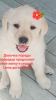 Photo №1. labrador retriever - for sale in the city of Stary Oskol | negotiated | Announcement № 20727