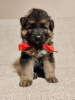 Additional photos: Long Haired German Shepherd - PUPPIES FCI