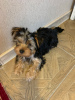 Additional photos: Yorkie puppies for sale, boy and girl