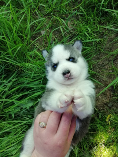 Photo №4. I will sell siberian husky in the city of Minsk. from nursery - price - 300$