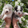 Photo №2 to announcement № 20093 for the sale of  - buy in Poland breeder