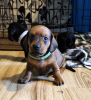 Photo №3. Dachshund puppies. Estonia