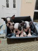 Additional photos: Boston Terrier puppies for sale