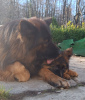 Photo №4. Mating german shepherd in Poland. Announcement № 42745