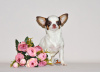 Photo №3. Lovely miniature princess. Chihuahua girl.. Russian Federation