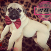 Photo №2 to announcement № 13253 for the sale of pug - buy in Ukraine from nursery