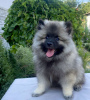 Additional photos: Keeshond / wolfspitz puppies