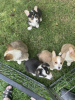 Photo №3. Pembroke Welsh Corgi Puppies for Sale. Germany