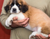 Photo №1. st. bernard - for sale in the city of Rust | negotiated | Announcement № 103099