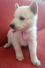 Photo №1. berger blanc suisse - for sale in the city of Krasnodar | 396$ | Announcement № 8183