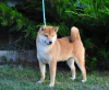 Photo №2 to announcement № 12120 for the sale of shiba inu - buy in Russian Federation private announcement