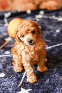 Photo №2 to announcement № 6044 for the sale of poodle (toy) - buy in Russian Federation breeder