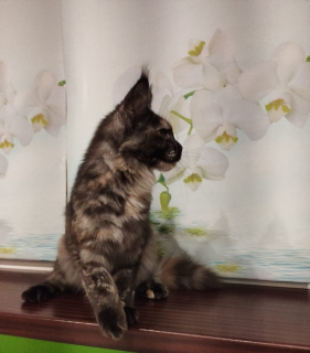 Photo №2 to announcement № 3871 for the sale of maine coon - buy in Russian Federation from nursery